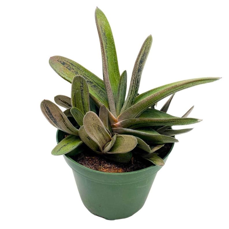 Gasteria batesiana