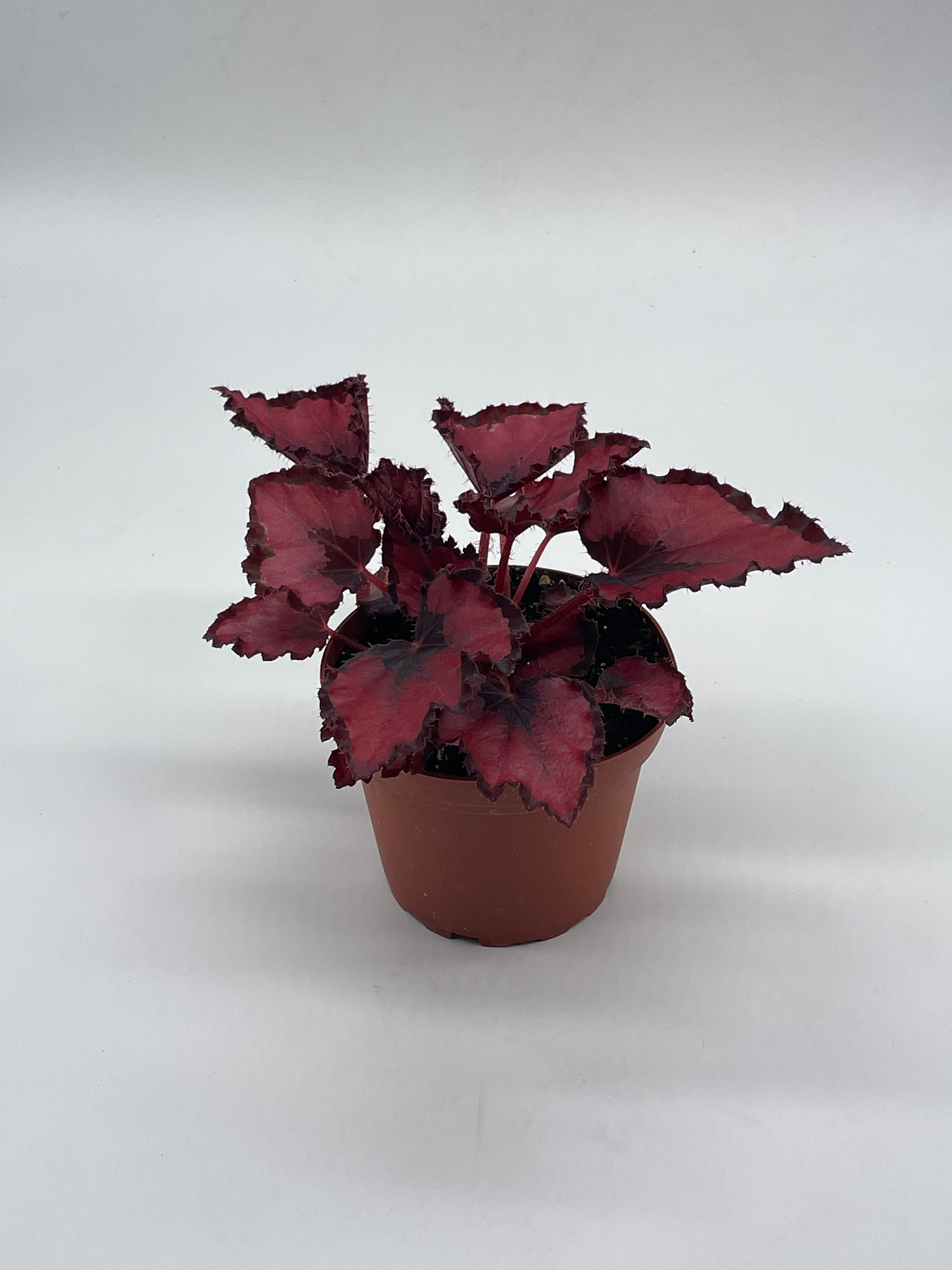 Harmony's Red Robin Begonia Rex Dark 4 inch Painted-Leaf - Etsy México