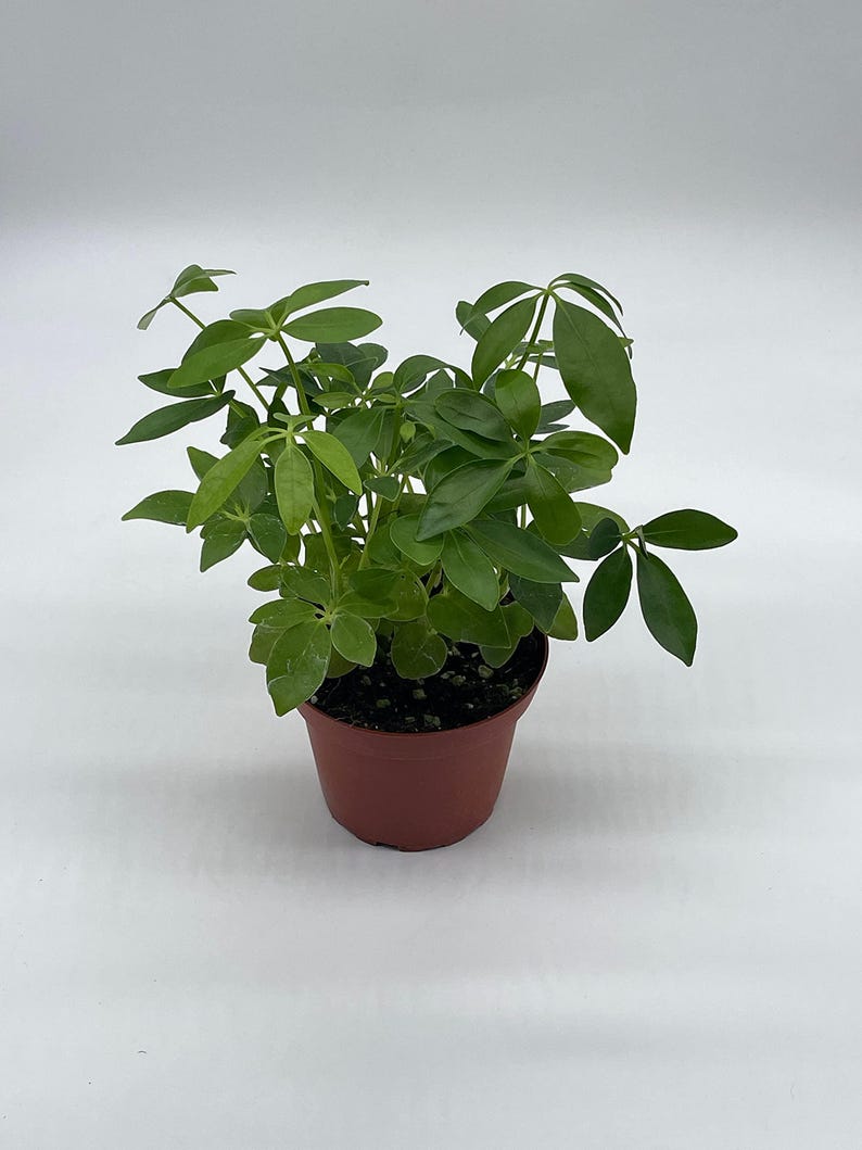 BubbleBlooms Schefflera Arboricola