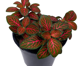 Red Fittonia Albivenis Nerve Plant, 4 inch, Silver Net Leaf, Mosaic Jewel Creeping Indoor Plant verschaffeltii