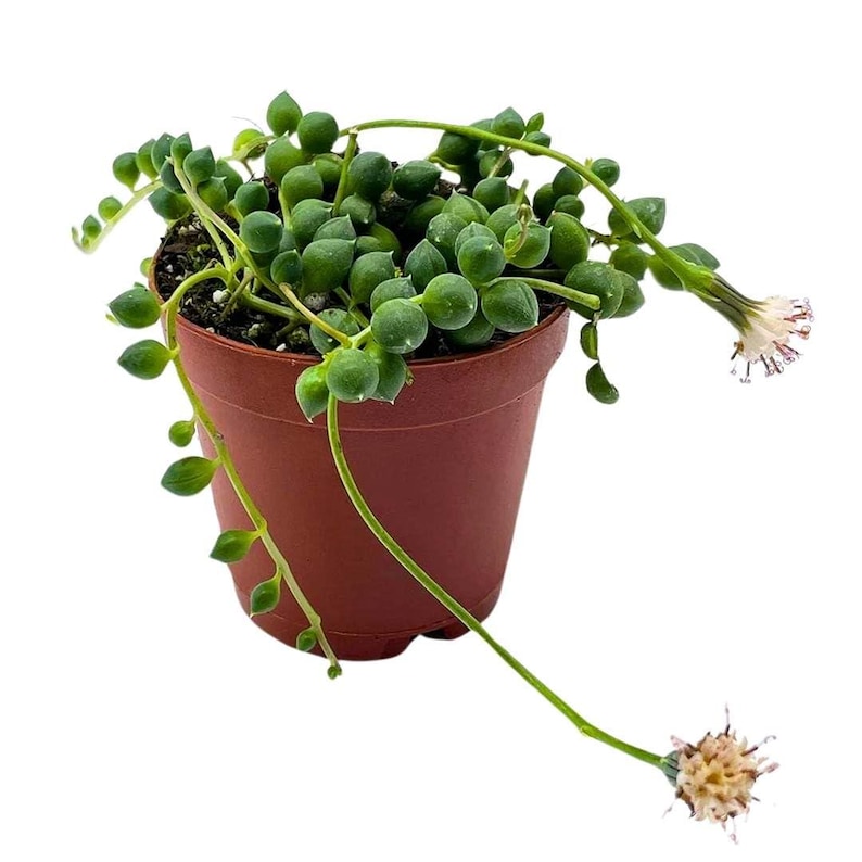 BubbleBlooms String of Pearls