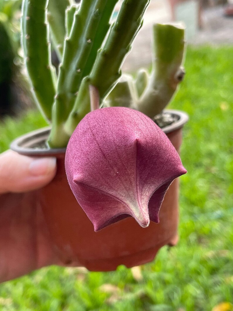 Huernia Stapelia Combo Bundle Variety Pack, Starfish Lifesaver Cactus, Red Dragon, & Black Bells Flower schneideriana, zebrina, leendertziae