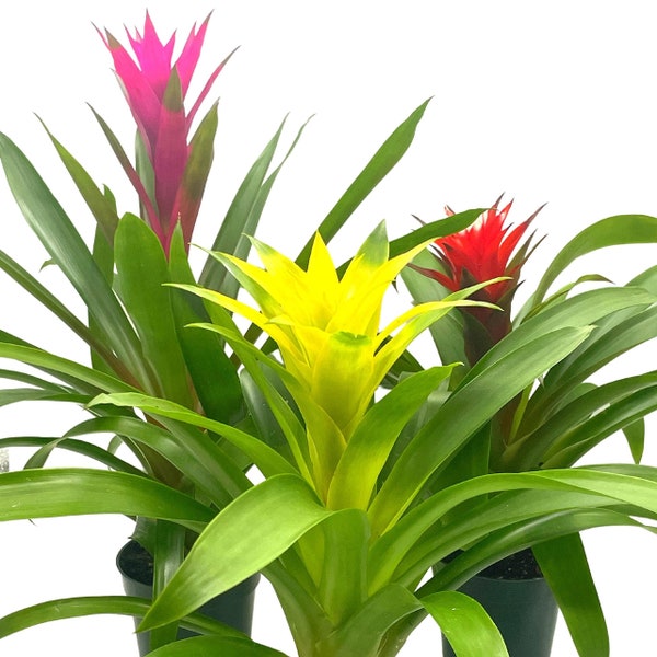 Colorful Bromeliad Assortment, 4 inch Set of 3, Guzmania Variety