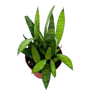 Sansevieria Silver Princess 4 inch Rare Sansevieria trifasciata Hybrid Snake Plant