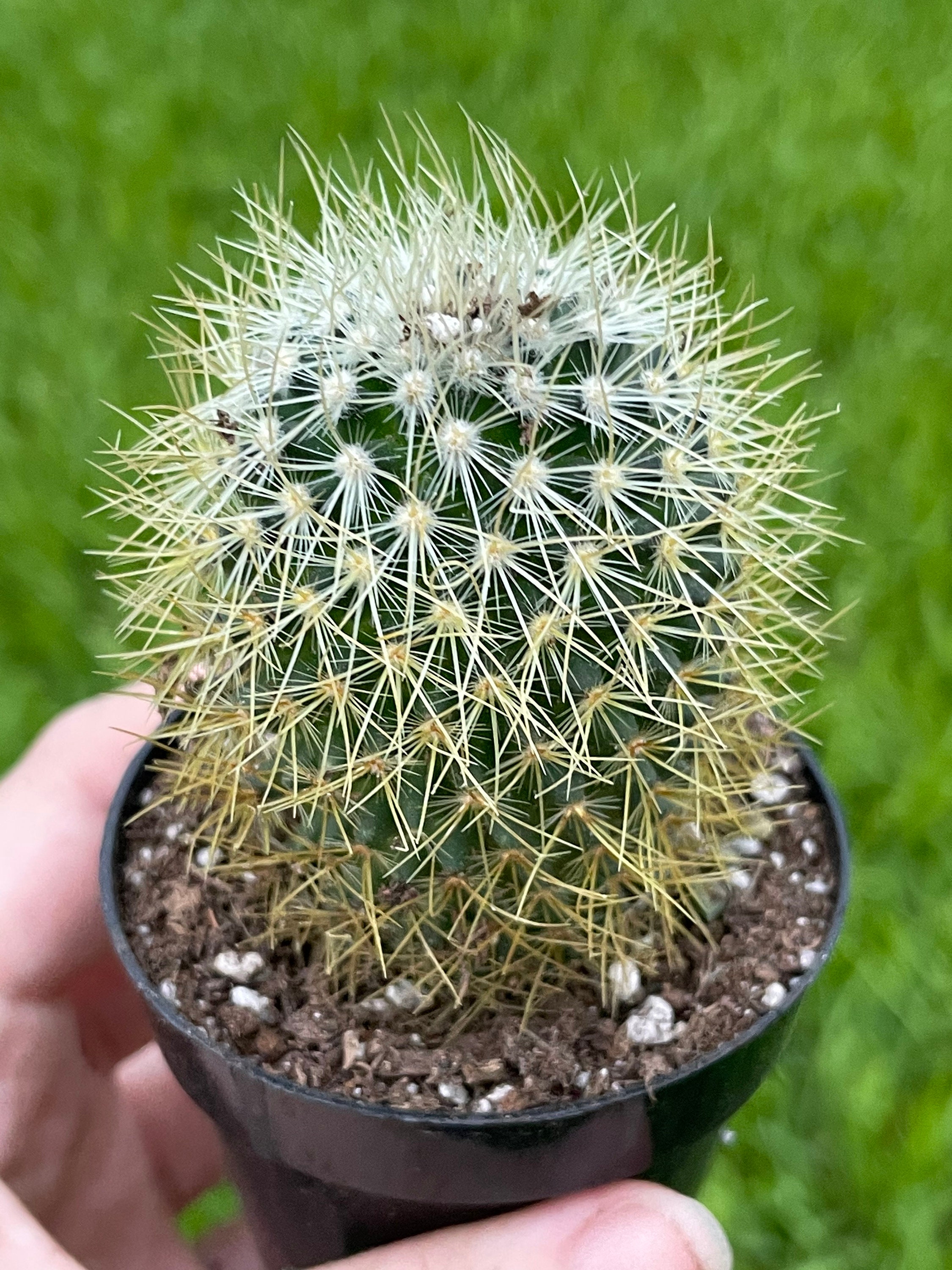 Spiny Pincushion Cactus Mammillaria Spinosissima Flowering Etsy