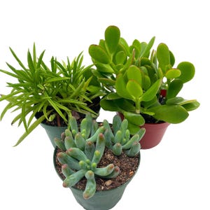 Succulent Assortment Set, 4 inch pots, Set of 3, Variety, Jade Plant, Jelly Beans, Humilis, Taco Plants, and More