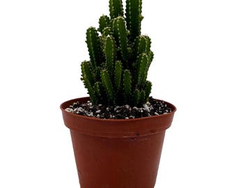 Milk‐tree♡ Green Milk Tree 6 Inch Euphorbia Trigona African Milktree