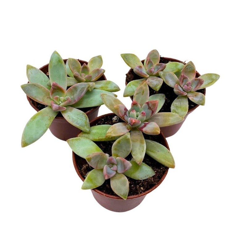 BubbleBlooms Graptoveria
