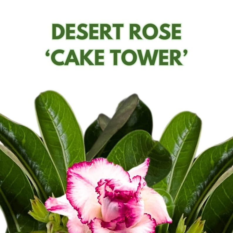 Bubbleblooms Desert Rose Cake Tower 5 Inch Pot Red White and Pink