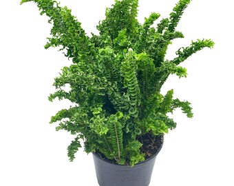 Curly Boston Fern, in a 6 inch Pot, Nephrolepis exaltata,