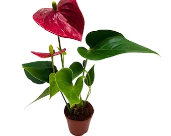 anthurium antolakii × self scott cohen Scott Cohen Anthurium Antolakii (known as BVEP) X NSE Anthurium