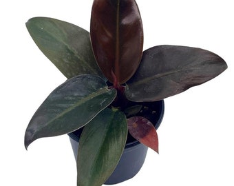 Blushing Philodendron, 4 inch, Red-Leaf Philodendron, Philodendron erubescens