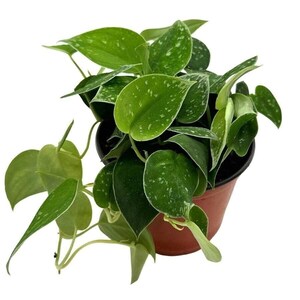 Silver Pothos, 6 inch, Satin Pothos, Silver Philodendron, Silvery Anne Scindapsus Pictus Silvery Ann