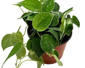 Silver Pothos, 6 inch, Satin Pothos, Silver Philodendron, Silvery Anne Scindapsus Pictus Silvery Ann