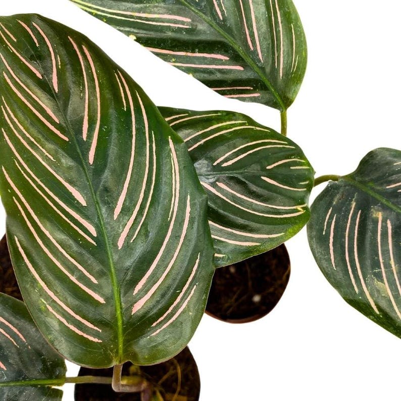 Calathea Ornata Pinstripe Prayer Plant - Thumbnail 2