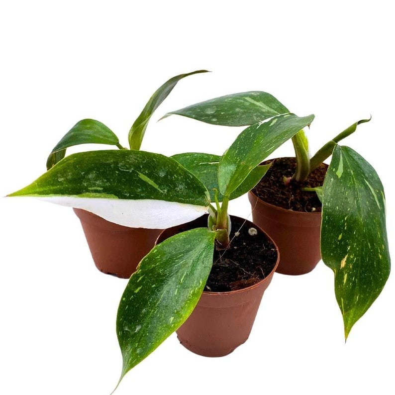 Philodendron White Knight 2 inch Set of 3 Rare Variegated Philo Tiny Mini Pixie Plants
