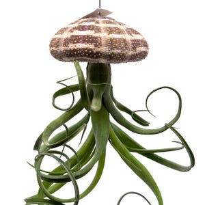 Large Tillandsia Jellyfish, big hanging air plant with seashell