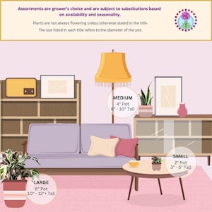 May include: Illustration of a living room with a couch, a coffee table, and a bookshelf. There are three potted plants of different sizes, labeled "Large", "Medium", and "Small". The text below each plant indicates the size of the pot and the height of the plant.