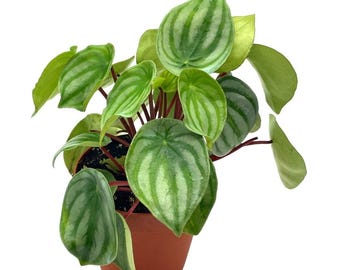 Watermelon Peperomia, Peperomia argyreia, water melon begonia, in a 4 inch pot, live rooted potted rare succulent