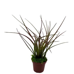May include: A potted artificial plant with long, thin, green and red leaves. The plant is in a brown pot with a green moss base.