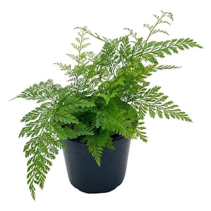 Rabbit&#39;s Foot Fern, Footed Rabbit 4 inch Pot, Davallia canariensis fejeensis, Deer, Hare&#39;s Fern, Furry Roots