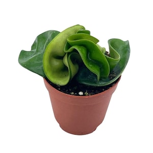 Hoya Hindu Rope, Carnosa Compacta, in a 2 inch pot, live Tiny Mini Pixie Plant Very Small
