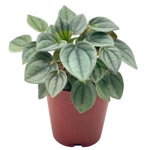 May include: A small potted plant with green leaves in a brown pot. The plant has a silvery sheen to its leaves.