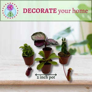 Plant Mystery Box, 2 Inch Pots, Set of 4, Always Different Houseplants ...