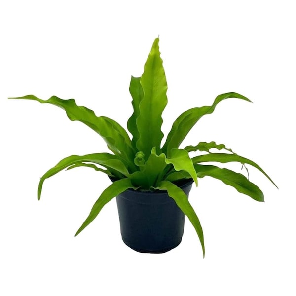 Bird's Nest Fern, Crissie, Asplenium antiquum, epiphytic Fern in a 4 inch Pot,