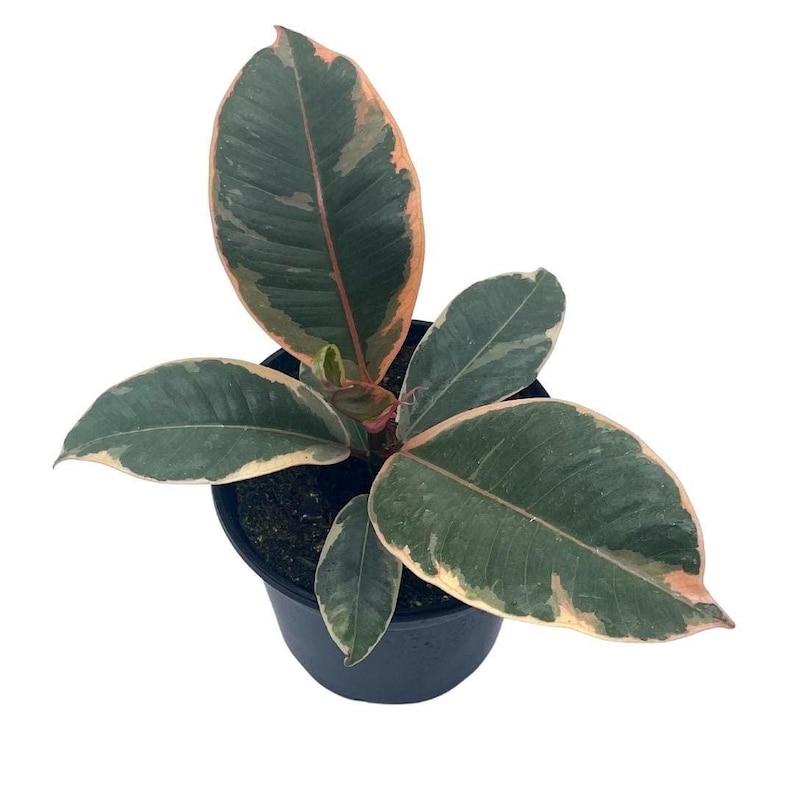 BubbleBlooms Ficus Tineke