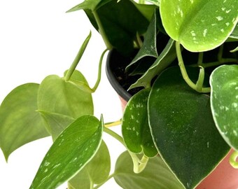 philodendron silver dust Philodendron 'Silver Sword'  Spilled Dirt Nursery