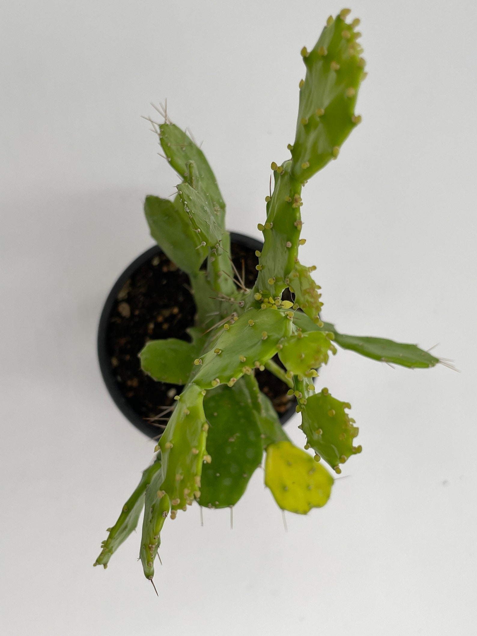 brazilian prickly pear