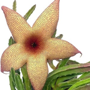 Stapelia gigantea, Giant Starfish Flower, Rare Huernia, Zulu Carrion Giant Plant, 4 inch Pot