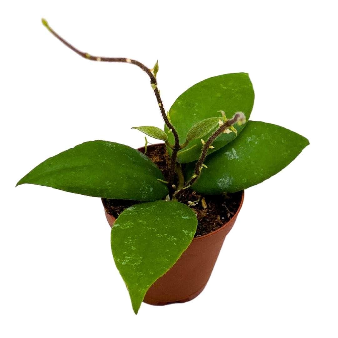 Hoya clemensiorum 'Sumatra' | Plants | GrowTropicals.com