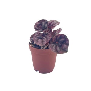 May include: A small potted plant with deep purple, heart-shaped leaves. The plant is in a brown plastic pot, set against a white background. The leaves have a textured appearance, with darker veins. The plant is a houseplant.