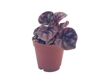 Red Peperomia caperata, Red Emerald Ripple, Frost, Platinum, limited, in a 2 inch pot Tiny Mini Pixie Plant Very Small