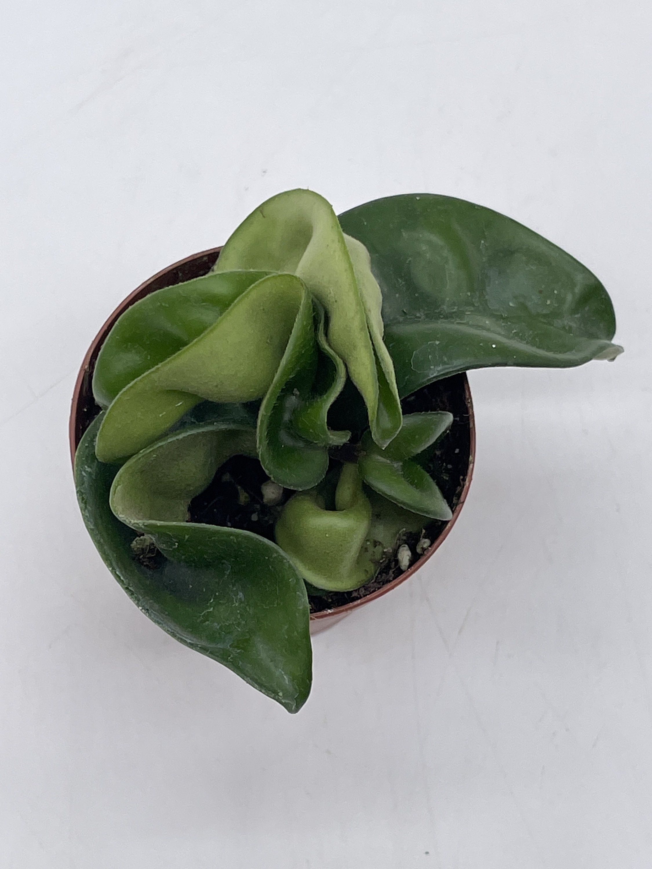 Hoya Hindu Rope Carnosa Compacta in a 2 Inch Pot Live - Etsy