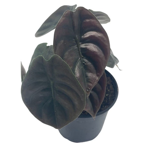 Alocasia Cuprea, Jewel Alocasia, Red Secret, 4 inch, Mirror Plant, Rare