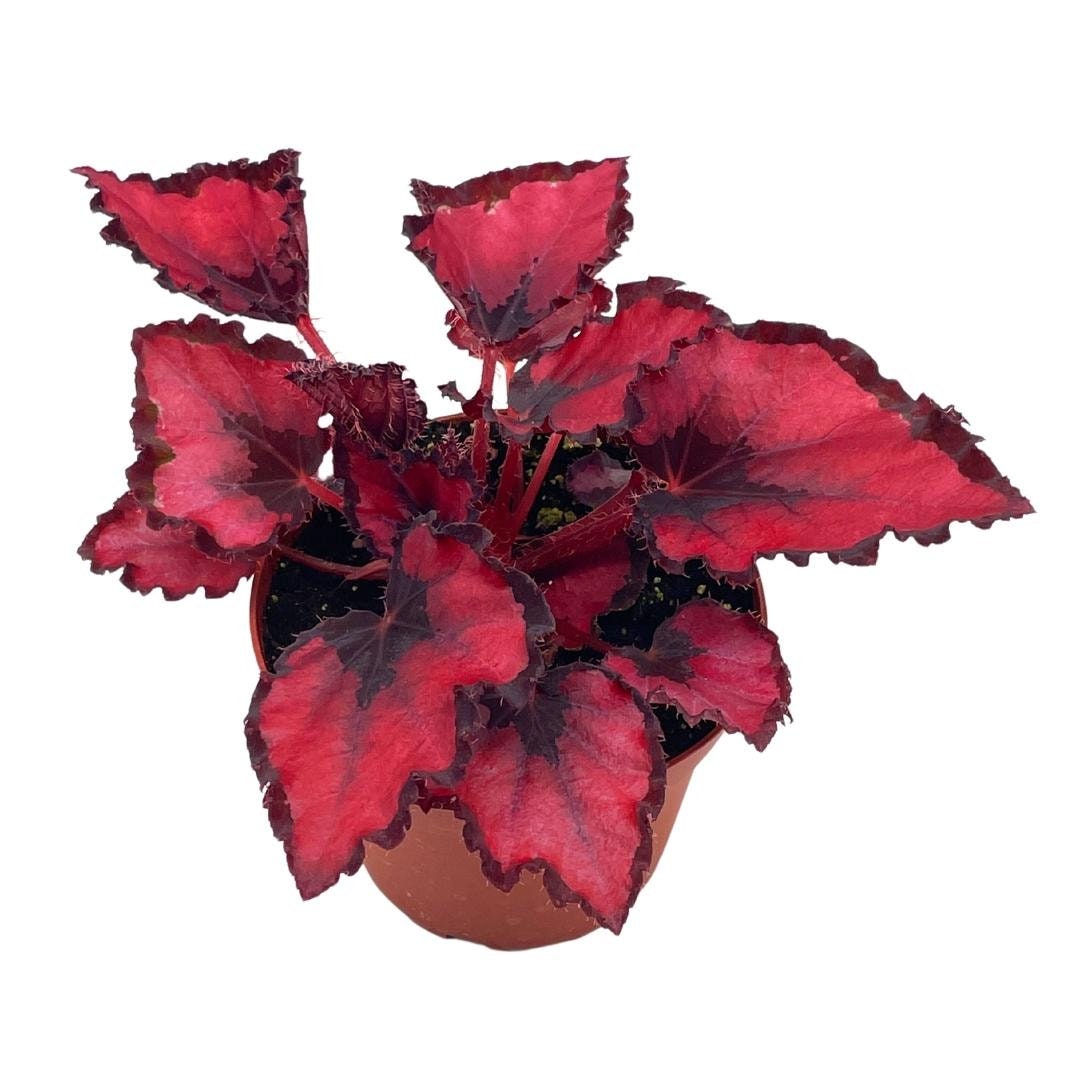 Harmony's Red Robin Begonia Rex Dark 4 inch Painted-Leaf - Etsy México