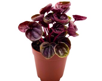 Peperomia Schumi Red, 2 inch, Red Ripple Pep Caperata