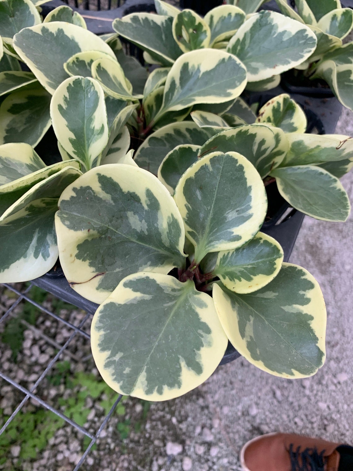 Variegated Spoonleaf Peperomia / Peperomia magnoliifolia Etsy