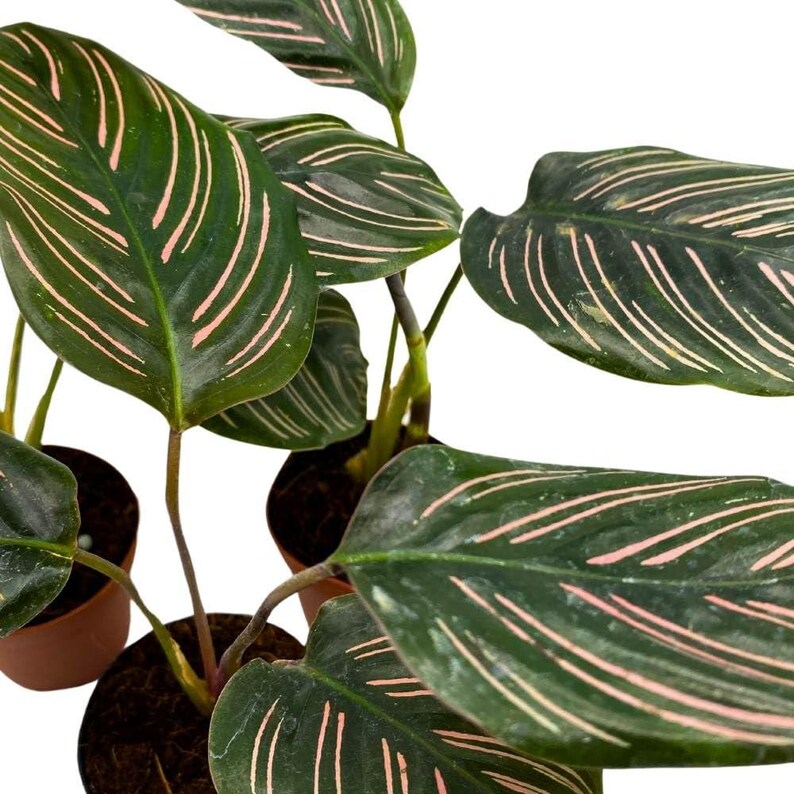Calathea Ornata Pinstripe Prayer Plant - Thumbnail 4