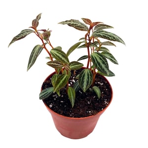 Peperomia Trinervis dans un pot de 2 pouces