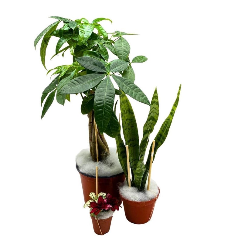 BubbleBlooms Peperomia Turboensis - Thumbnail 2