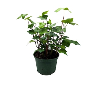 May include: A potted green ivy plant with red stems in a dark green plastic pot. The plant is in a white background.