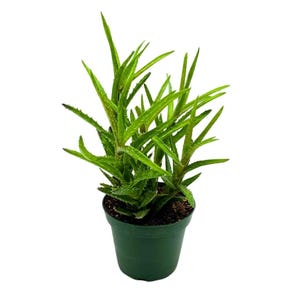 May include: A small green pot with a green succulent plant with long, thin leaves.