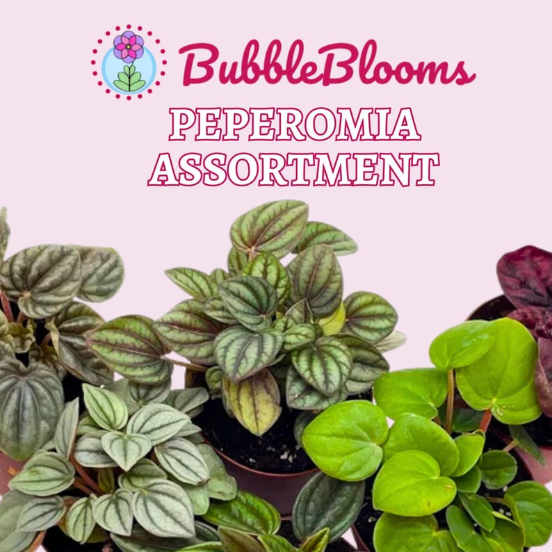 BubbleBlooms Peperomia Assortment