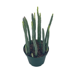 May include: A potted succulent plant with multiple upright, cylindrical stems. The stems are a light green color with darker green vertical stripes. The plant is in a dark green plastic pot, and the soil is visible at the base of the stems.