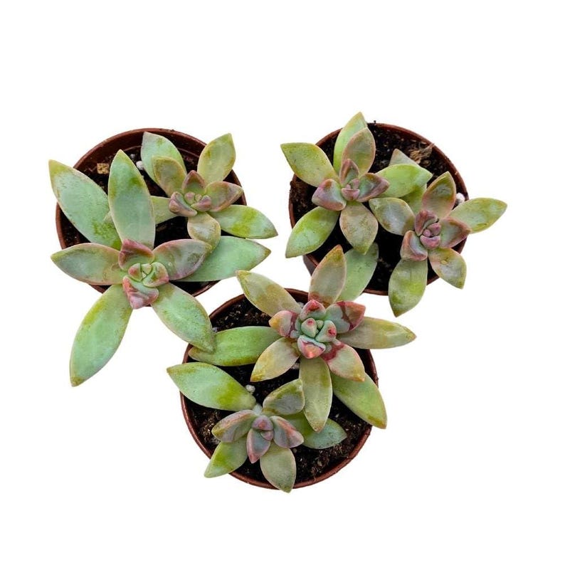 BubbleBlooms Graptoveria - Thumbnail 2