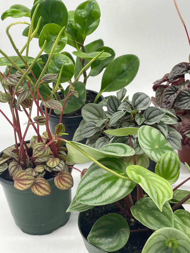 BubbleBlooms Peperomia - Thumbnail 3